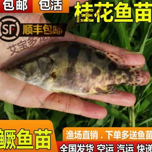 桂魚苗的價格范圍是多少，桂魚苗價格因地區、季節和供應量的不同而有所差異