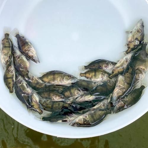 桂魚苗的價格范圍是多少，桂魚苗價格因地區、季節和供應量的不同而有所差異