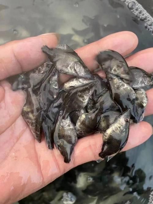 桂魚苗的價格范圍是多少，桂魚苗價格因地區、季節和供應量的不同而有所差異