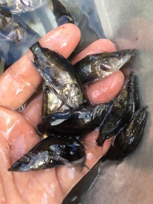 桂魚苗的價格范圍是多少，桂魚苗價格因地區、季節和供應量的不同而有所差異