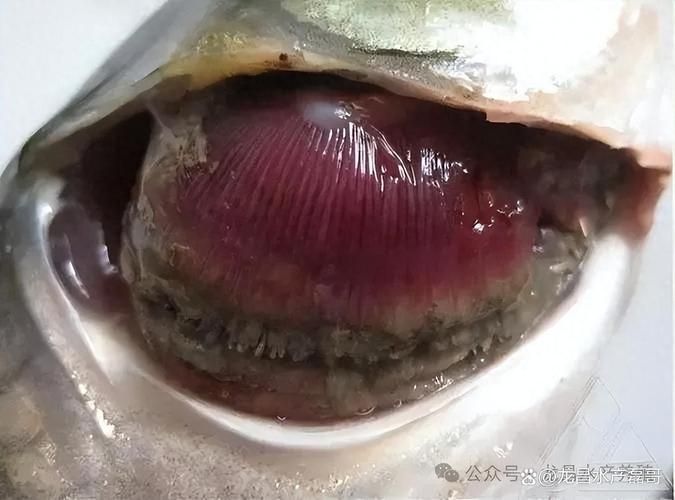 如何區分魚缸中的不同疾病？，如何區分魚缸中的不同疾病