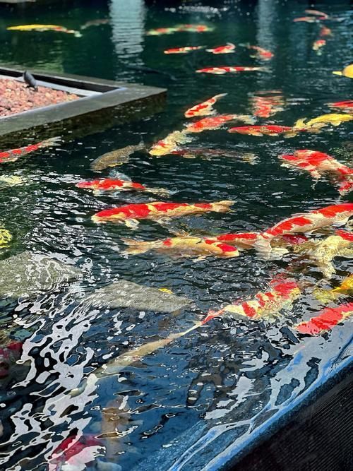 哪個龍魚魚場提供最好的售后服務(wù)？，北京地區(qū)龍魚魚場售后服務(wù)最佳實踐詳解（北京地區(qū)售后服務(wù)最佳實踐詳解）
