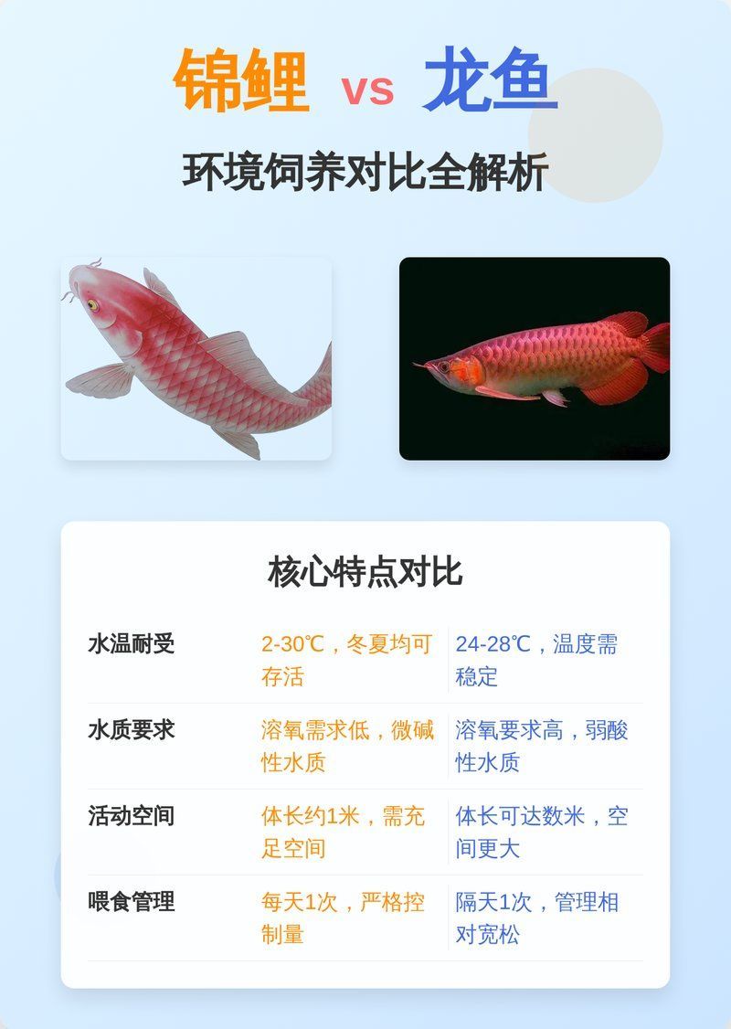 給我一些養龍魚和錦鯉的建議，龍魚和錦鯉怎么養