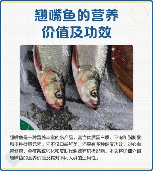 紅尾魚和翹嘴魚哪個更有營養價值，紅尾魚和翹嘴魚哪個好吃