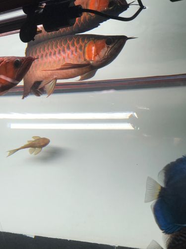 李亞四龍魚有哪些推薦品種？，如何選擇李亞四龍魚