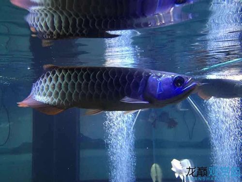 李亞四龍魚有哪些推薦品種？，如何選擇李亞四龍魚