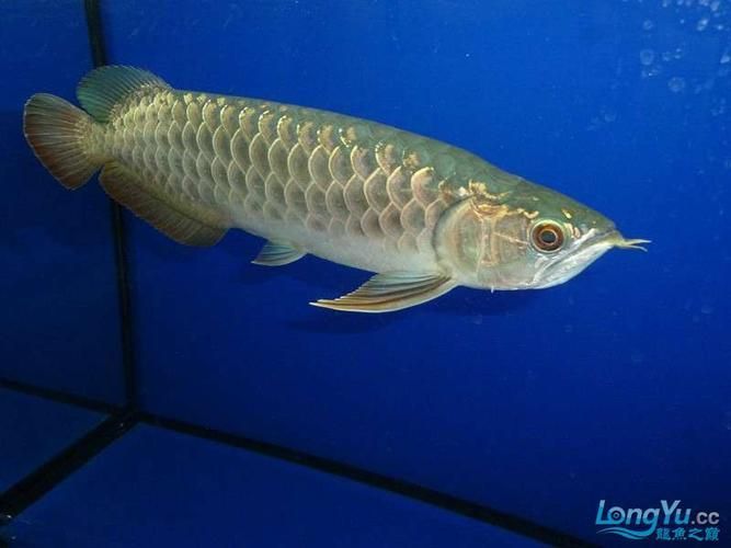 李亞四龍魚有哪些推薦品種？，如何選擇李亞四龍魚
