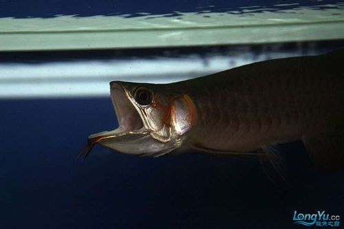 李亞四龍魚有哪些推薦品種？，如何選擇李亞四龍魚