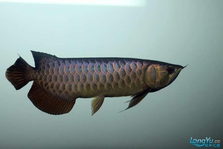 李亞四龍魚有哪些推薦品種？，如何選擇李亞四龍魚