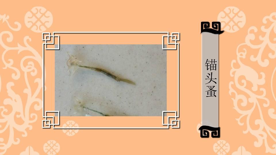 錨頭蚤和魚虱有何區別，如何區分錨頭蚤和魚虱？