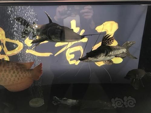 如何鑒別短身福龍魚的品相和血統，短身福龍魚品相與血統的鑒別指南（1000字詳解） 如何鑒別短身福龍魚的品相和血統，短身福龍魚品相與血統的鑒別指南（1000字詳解） 龍魚百科 第4張
