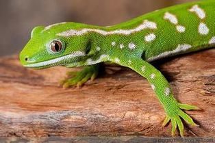 金頭古龍?jiān)谀男┑貐^(qū)有分布，金頭古龍頭古龍（gonocephaluschamaeleontinus）