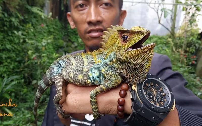 金頭古龍?jiān)谀男┑貐^(qū)有分布，金頭古龍頭古龍（gonocephaluschamaeleontinus）