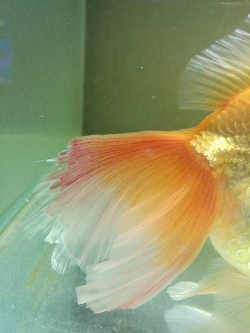 能提供一張魚爛尾的圖片嗎，如何預防魚爛尾