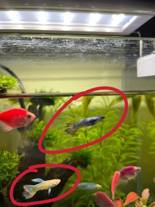 能提供一張魚爛尾的圖片嗎，如何預防魚爛尾