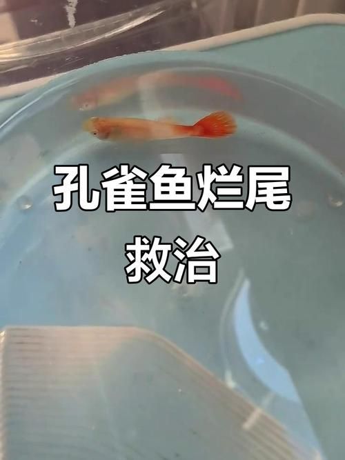 能提供一張魚爛尾的圖片嗎，如何預防魚爛尾
