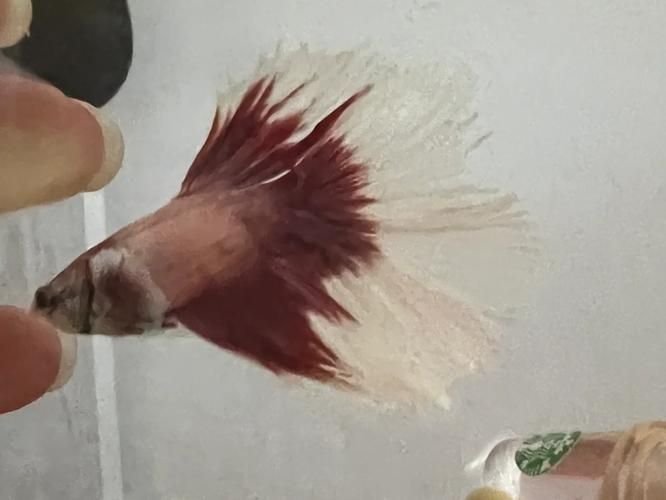 能提供一張魚爛尾的圖片嗎，如何預防魚爛尾