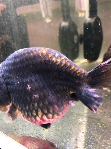 能提供一張魚爛尾的圖片嗎，如何預防魚爛尾