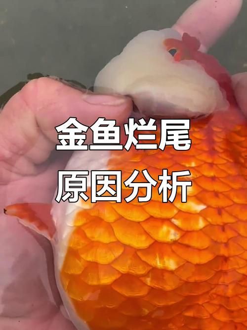 能提供一張魚爛尾的圖片嗎，如何預防魚爛尾