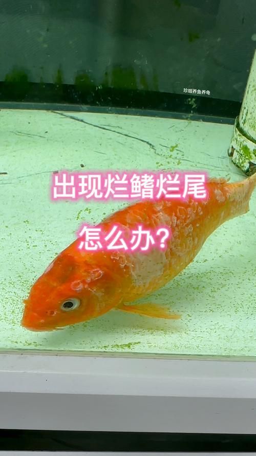 能提供一張魚爛尾的圖片嗎，如何預防魚爛尾