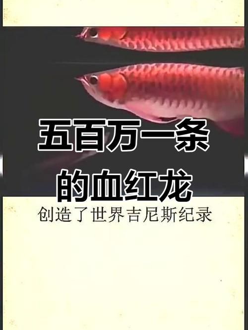 1000萬紅龍魚圖片，1000萬紅龍魚圖片有哪些