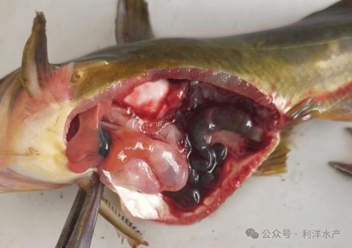 哪些藥物可以有效治療魚腸炎，水產養殖用藥明白紙2022年2號
