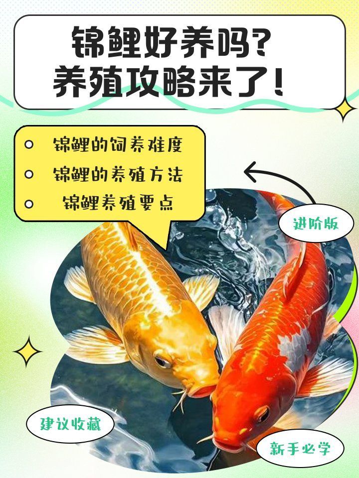 龍魚和錦鯉哪個更值得養，龍魚和錦鯉哪個更值得養，