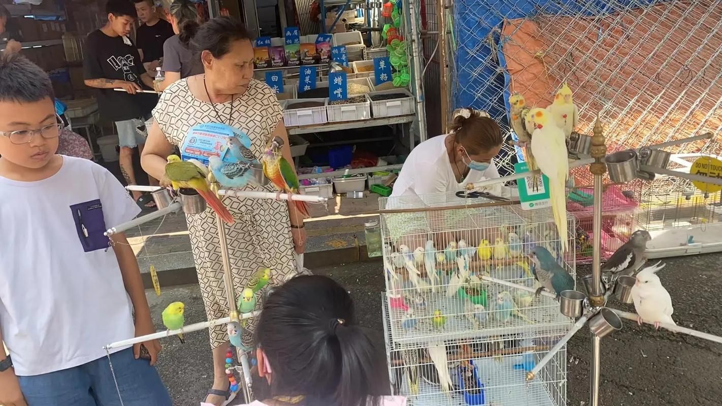老北閘口花鳥魚寵市場的龍魚價格如何？，北閘口花鳥魚寵市場龍魚價格波動受到多種因素影響