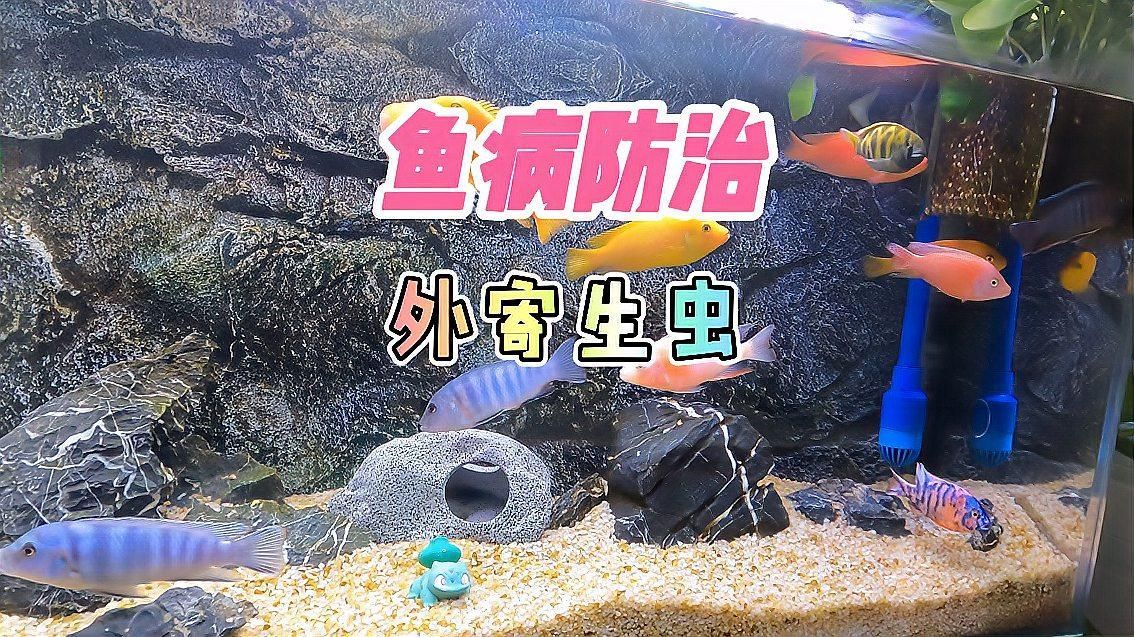 如何防治魚身上的寄生蟲，寄生蟲的防治方法包括以下10種常見寄生蟲防治指南
