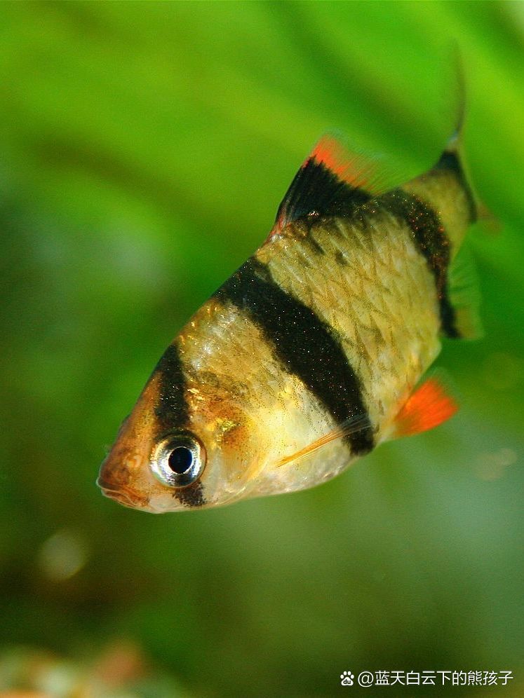 有哪些觀賞魚不適合新手飼養，——新手養魚飼養新手指南：哪些魚類不適合初學者飼養