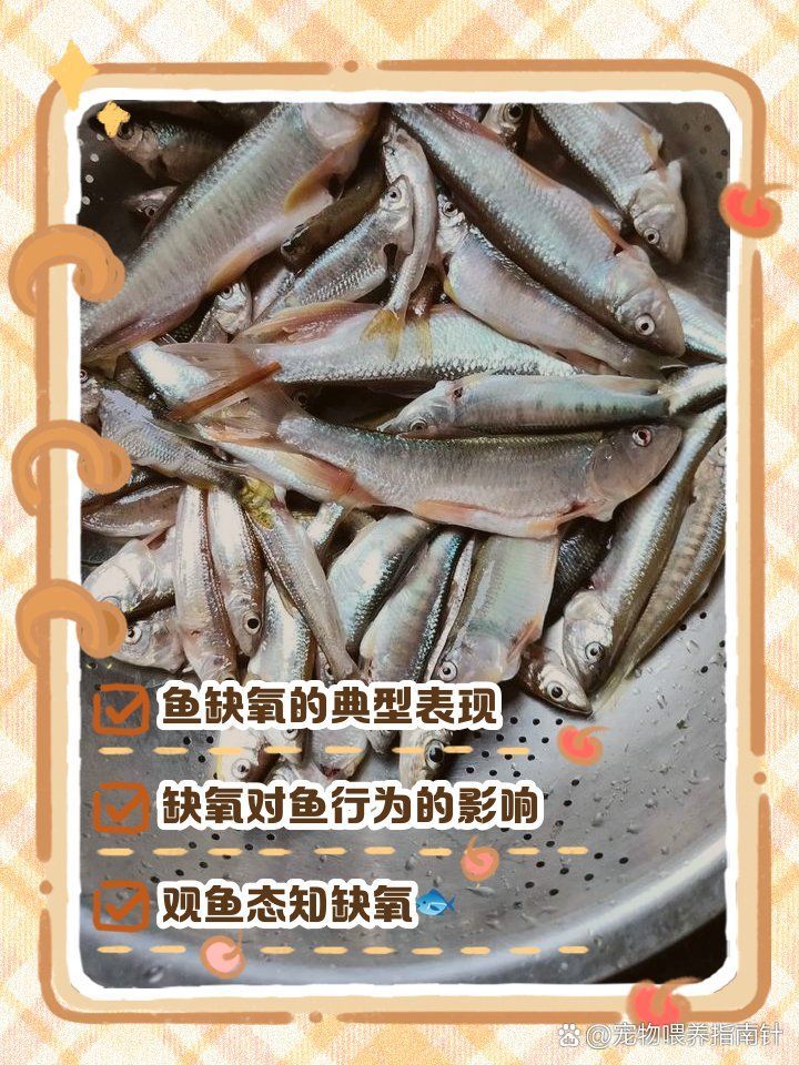 如何判斷龍魚浮頭是因為缺氧還是水質問題，如何判斷龍魚是否缺氧