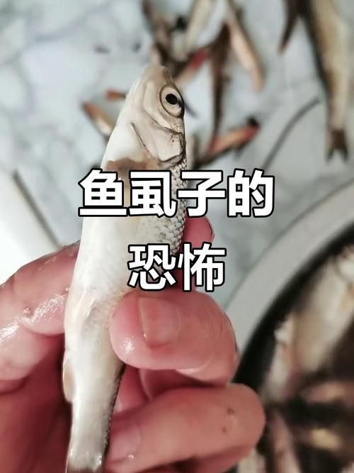 白子紅龍的飼養方法是什么，白子紅龍的飼養方法 白子紅龍的飼養方法是什么，白子紅龍的飼養方法 龍魚百科 第1張