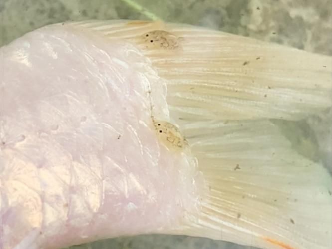 魚虱圖片，三文魚養殖業中最令人頭疼的寄生蟲之一