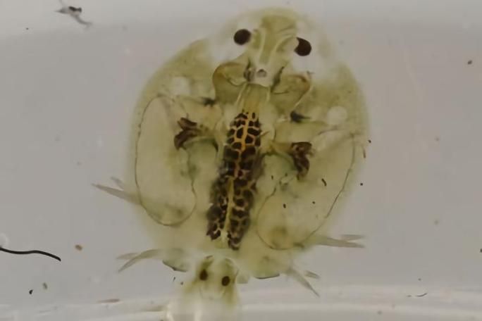 魚虱圖片，三文魚養殖業中最令人頭疼的寄生蟲之一