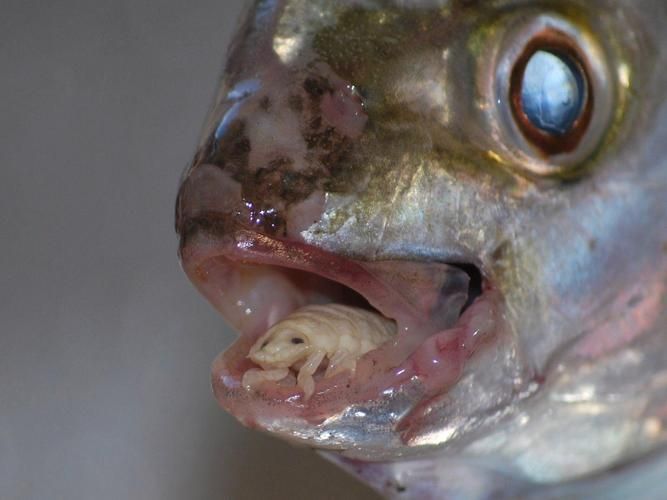 魚虱圖片，三文魚養殖業中最令人頭疼的寄生蟲之一