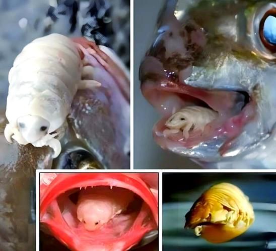 魚虱圖片，三文魚養殖業中最令人頭疼的寄生蟲之一