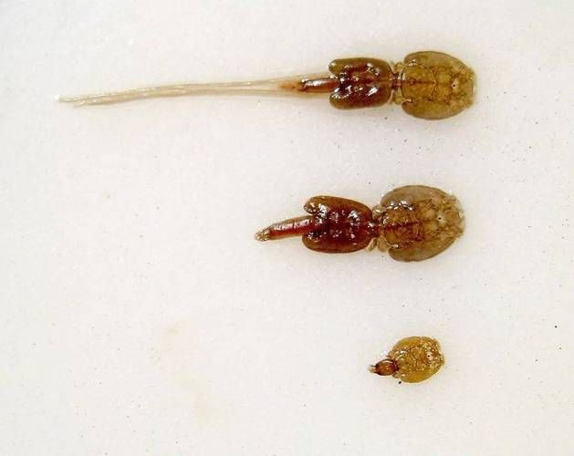 魚虱圖片，三文魚養殖業中最令人頭疼的寄生蟲之一