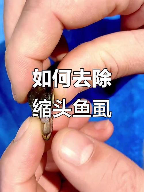 魚虱圖片，三文魚養殖業中最令人頭疼的寄生蟲之一