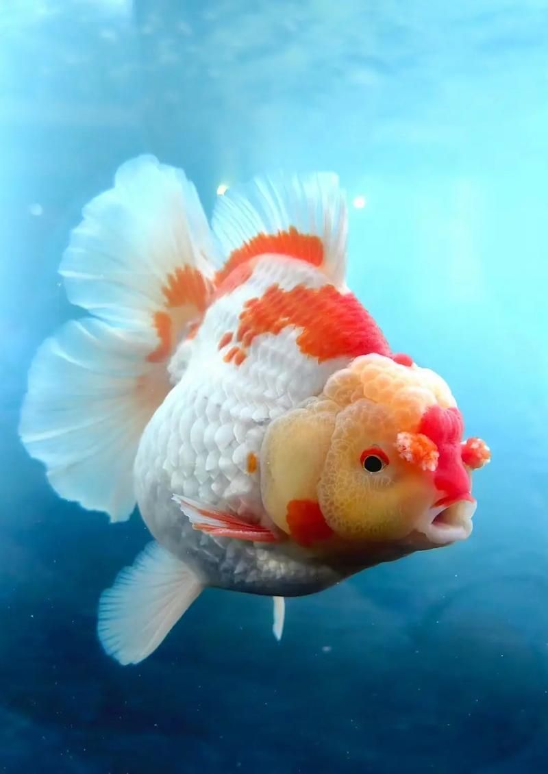給我一些關于金魚的圖片，金魚有哪些品種，你知道嗎？