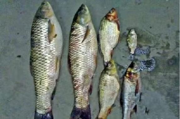 魚鰭充血發紅要警惕四種病，魚鰭充血發紅是怎么回事 魚鰭充血發紅要警惕四種病，魚鰭充血發紅是怎么回事 龍魚百科 第4張
