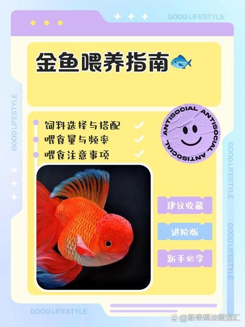 大肚子金魚如何喂食，大肚子金魚喂食指南