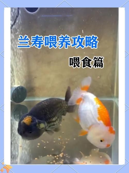 大肚子金魚如何喂食，大肚子金魚喂食指南