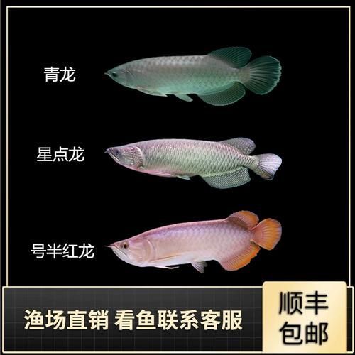 號半紅龍有哪些特殊技能，《魔獸世界》洲龍魚的特殊技能