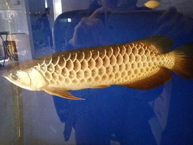 給我推薦一些優(yōu)質的40公分金龍魚，40公分金龍魚的優(yōu)質推薦