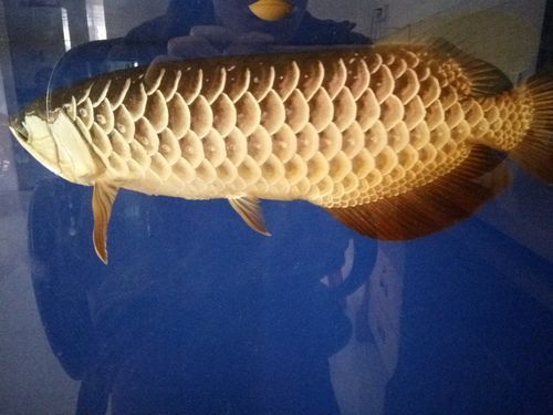 給我推薦一些優(yōu)質的40公分金龍魚，40公分金龍魚的優(yōu)質推薦