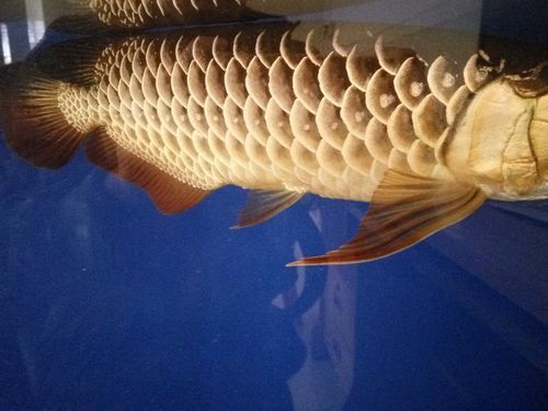 給我推薦一些優(yōu)質的40公分金龍魚，40公分金龍魚的優(yōu)質推薦