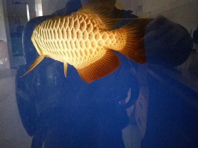 給我推薦一些優(yōu)質的40公分金龍魚，40公分金龍魚的優(yōu)質推薦