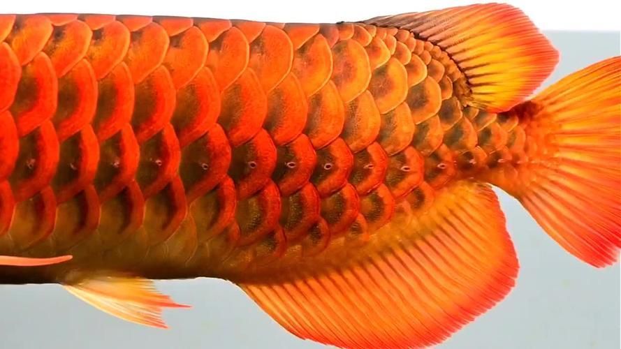 紅龍魚發色早的好還是晚的好，紅龍魚發色晚怎么辦如何判斷紅龍魚的基因潛力