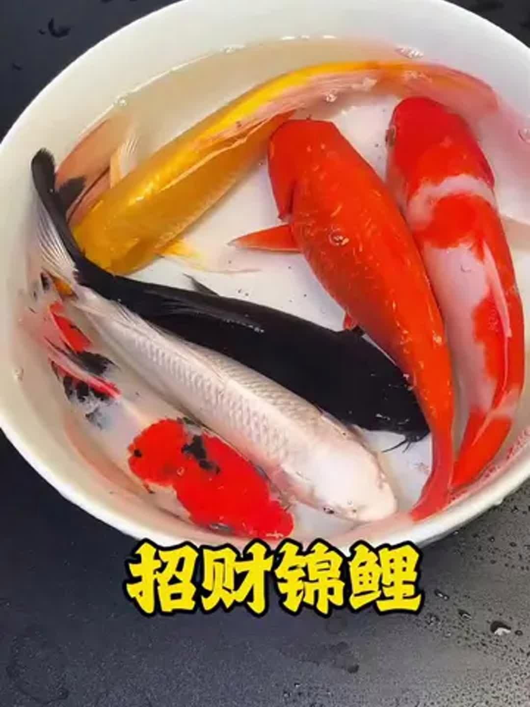 十大吉利魚中哪一種最招財，十大吉利魚中最招財的魚種，錦鯉的寓意