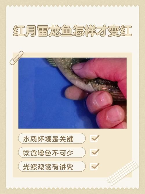 如何鑒別紅花崗龍魚的真偽？，如何鑒別紅花崗龍魚的真偽 如何鑒別紅花崗龍魚的真偽？，如何鑒別紅花崗龍魚的真偽 龍魚百科 第5張